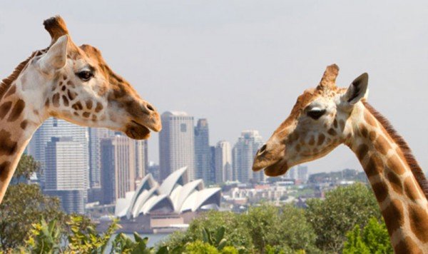 qantas-giraffe-sydney-australia-blog
