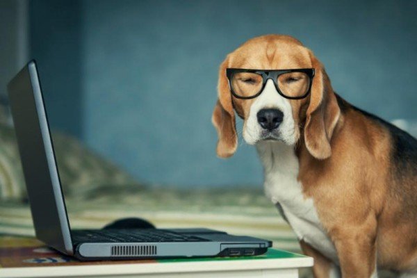pets-dog-travel-planning-laptop-opmpter