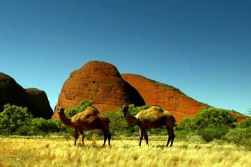 camels-fun-fact-australia